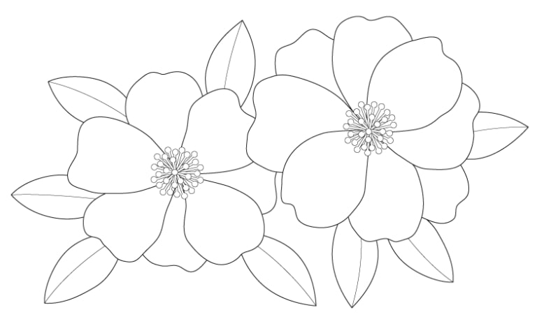 coloriage fleur Camelia