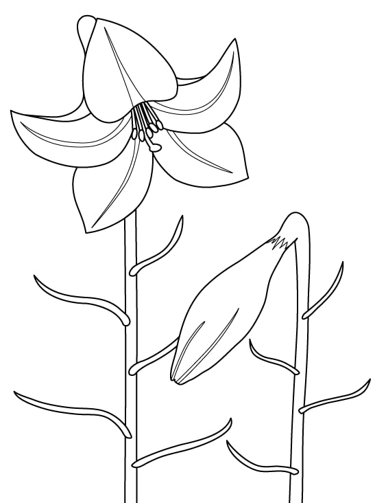 coloriage fleur de lys