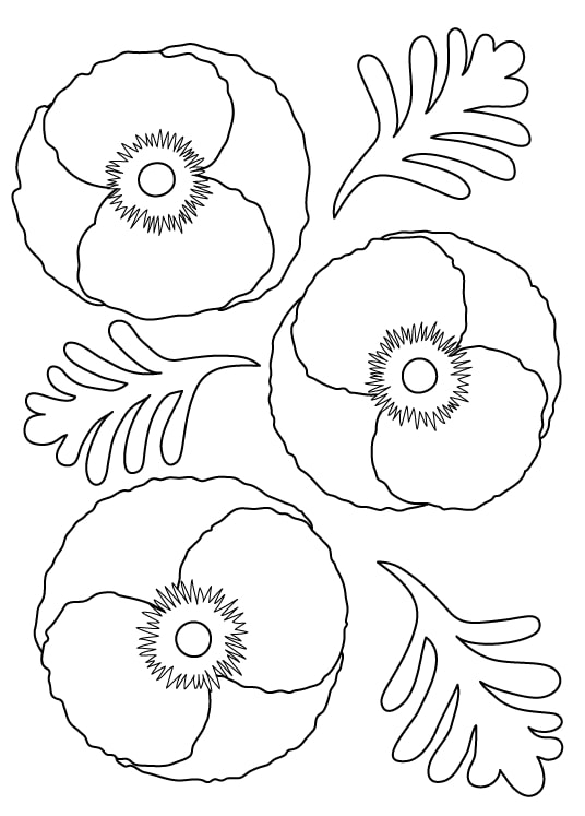 coloriage fleurs de pavot