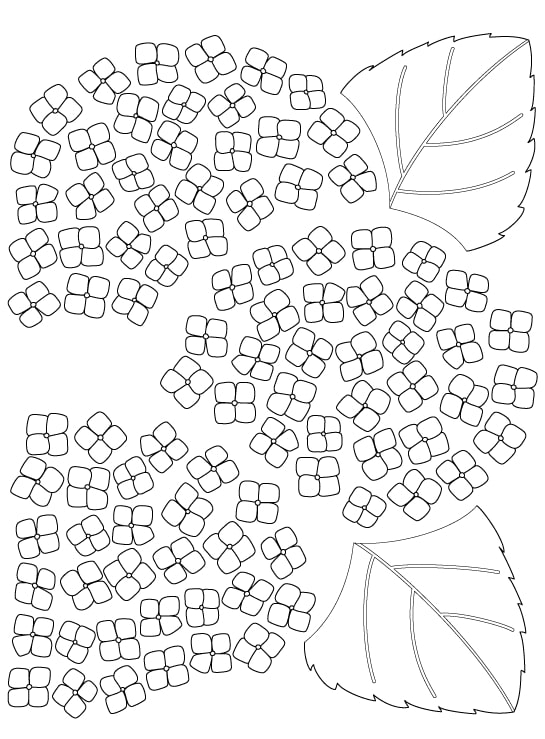 coloriage fleurs d'ortensia