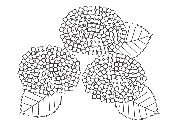 dessin fleur Hortensia