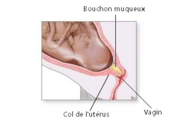 schéma pour illustrer le bouchon muqueux